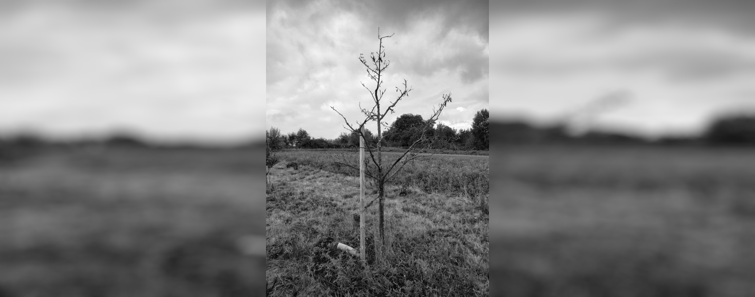 Die Leiden des jungen T