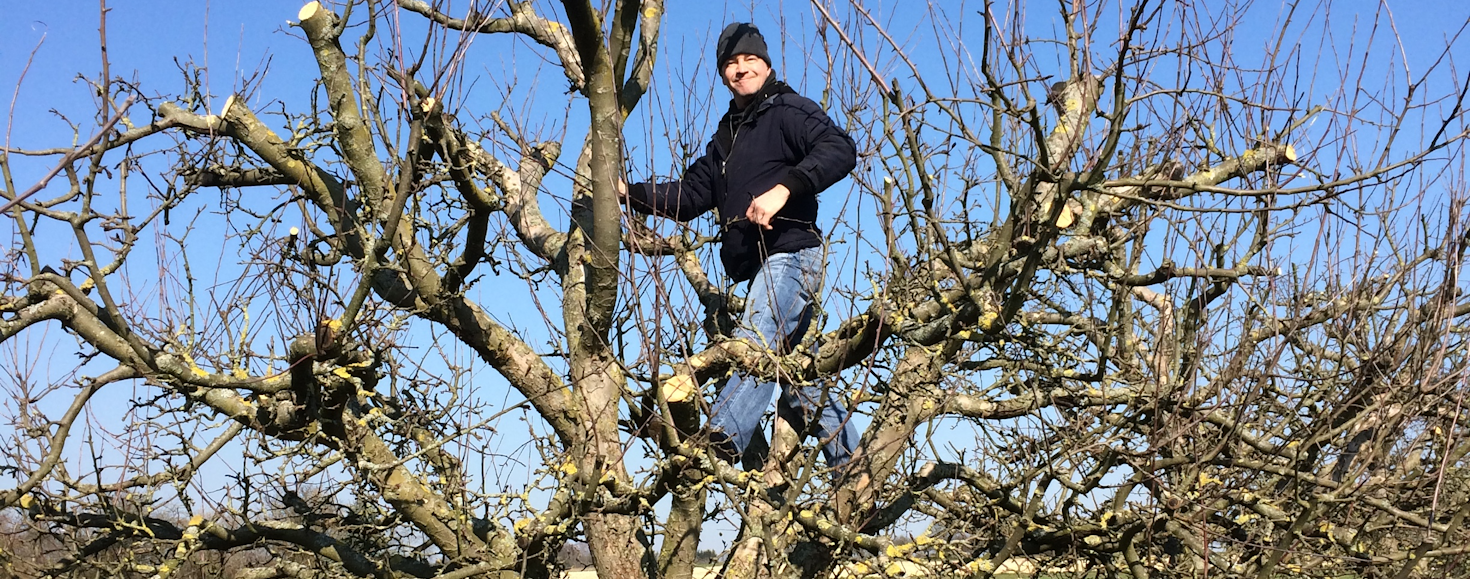 Obstbaumschnitt gestern und heute